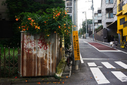 ileftmyheartintokyo:  shibuya-yoyogi-1 by Subfauna on Flickr.