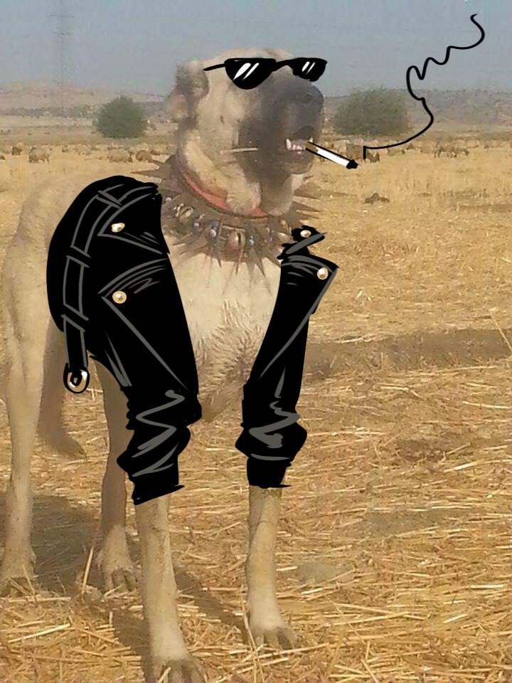 anti wolf collar