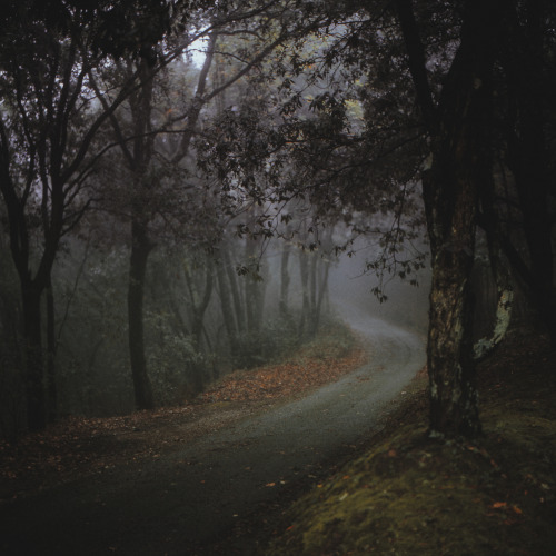 elenamorelli:  { the woods are lovely, dark and deep / but i have promises to keep / and miles to go before i sleep }-hasselblad 500c/m + fuji provia 400x- 