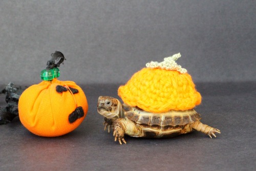 thewhimsyturtle:We don’t have time to carve a pumpkin this year, so Mommy gave me a little clo