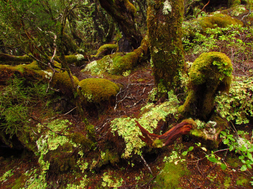 Cloud Forest, Paparoa Peak, West Coast by New Zealand Wild on Flickr.