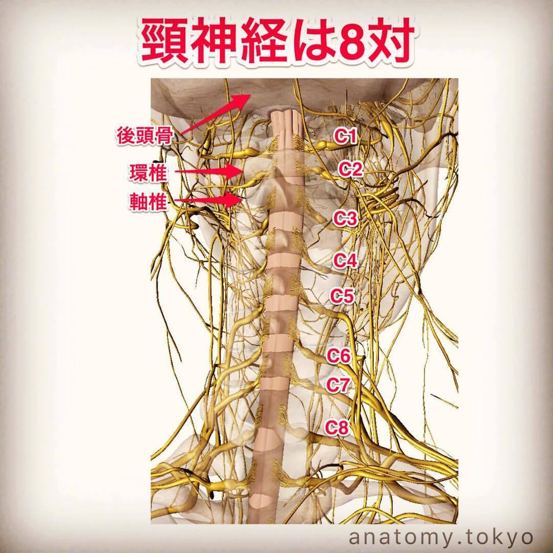 解剖学 Anatomy Tokyo 頸神経は 対 ある 解答 8対