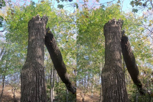 Fallen trees Cross your eyes a little to see these photos in full 3D. (How to view stereograms)