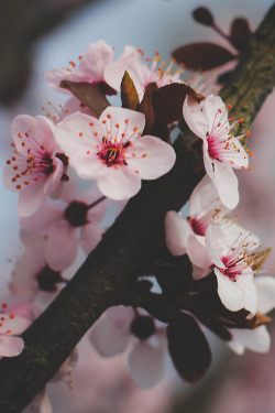 plasmatics-life:  Bloomers ~ By HteKmo 