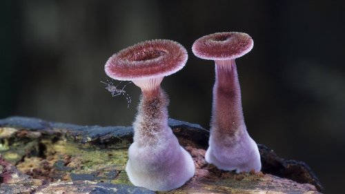 redesignrevolution:  Steve Axford Takes a Look Into the Wild World of Fungi 