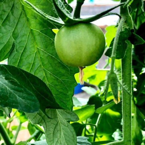 Greenhouse tomatoes are coming on! Lots of flowers and bush. Soon ripe maters! #tomatoes #greentomat