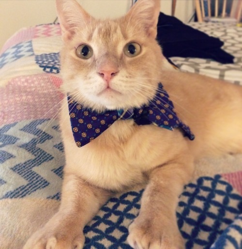 This is Jupiter! He is all dressed in his Sunday best! :3c(submitted by @poveglia)