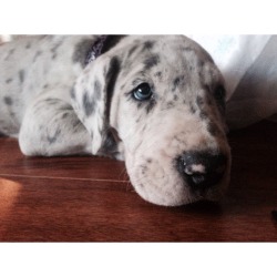 handsomedogs:  Luna the beautiful Great Dane pup.