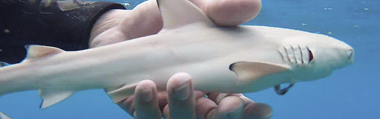 gentlesharks:  explosiveflygon: gentlesharks: Baby Blacktip Reef shark!  One day