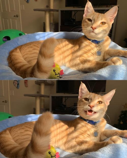 cutepetsuwu:Before and after telling Butter that he is the handsomest boy