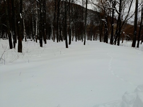 . 2024. Deciduous Forest In Winter.January 24.