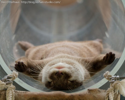 dailyotter:  The Ultimate in Otter Relaxation More at the Daily Otter! Via Das Otterhaus 