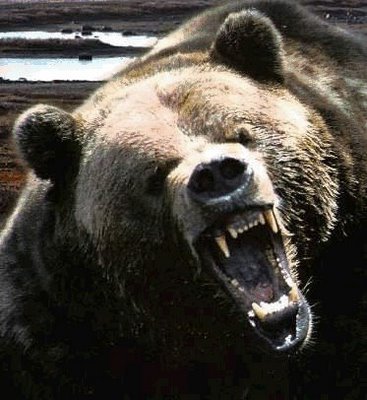 pelicaneggs:  blackkid:  pelicaneggs:  blackkid:  pelicaneggs:  fuck bears  the fuck u say, u dill pickle dick?????   FUCK BEARS      