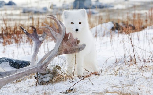 floralanddreams:(via White on white: Arctic foxes in Canada photographed by Anna Henly - Telegraph)