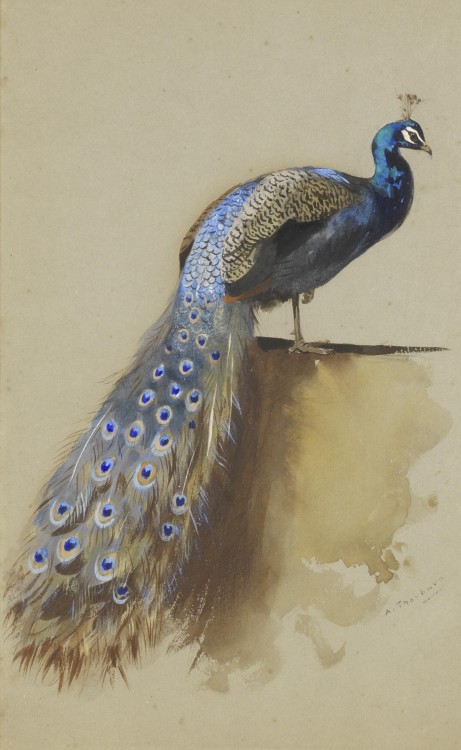 art-and-things-of-beauty: Watercolor sketch of a Indian or blue peafowl (Pavo cristat