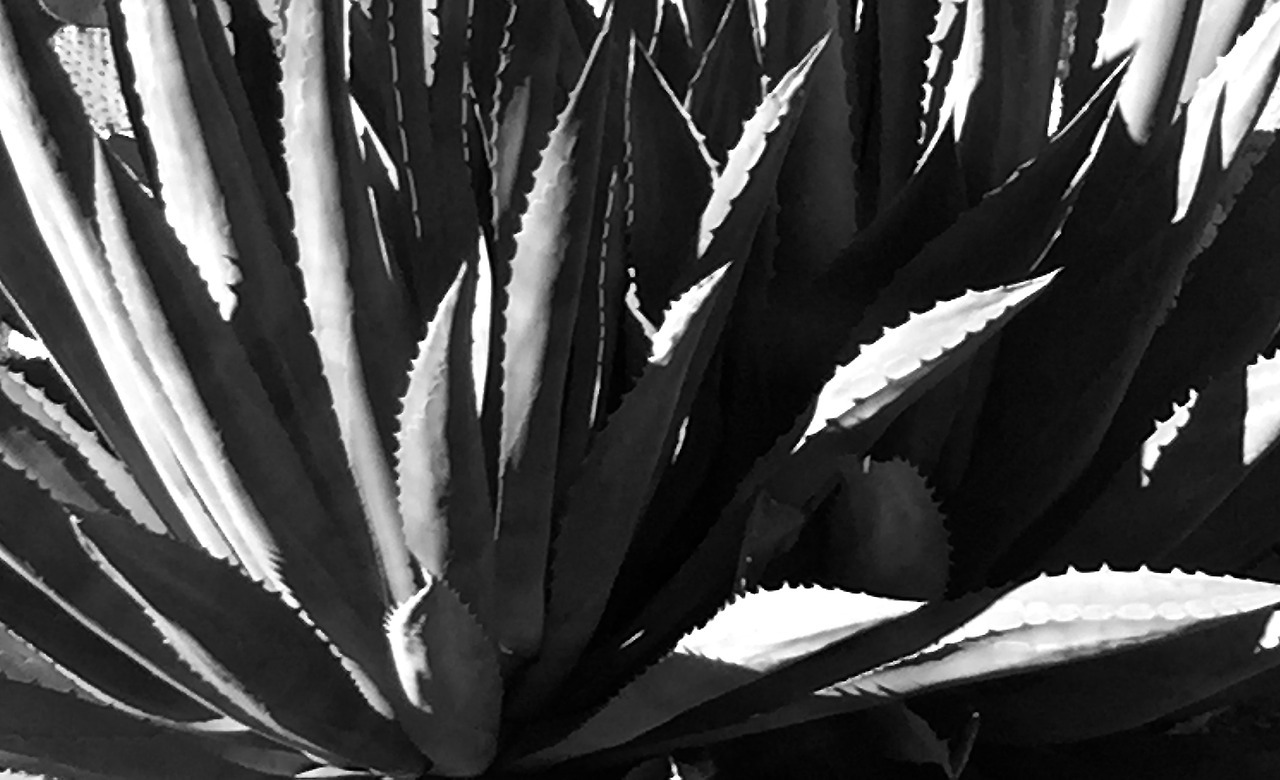 casspalacios: Sombras. Los Angeles, California. Estados Unidos, 2016.  