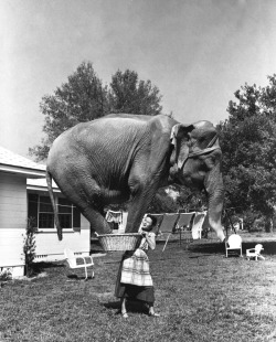 Firsttimeuser:  Jean Younkers Holding An Elephant In A Laundry Basket, 1951 Florida