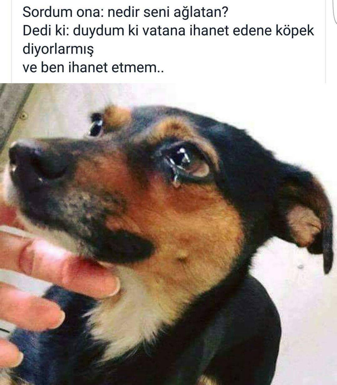 Bulut Bey79 Sual Kopek Ve Kedi Beslemek Gunah Midir Komsumuz