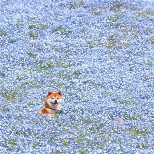 The cutest flower boi captured by Japanese photographer Masayo Ishizuki