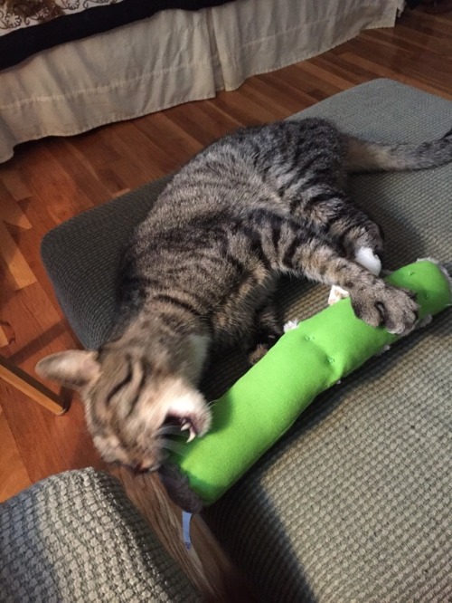 fictionalcat: fictionalcat: turns out paws REALLY likes his new toy thanks jackson galaxy! @mostlyca