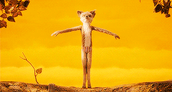 zinephile:  Let’s Talk About Movies: Wes Anderson // Centered, A Visual Exploration