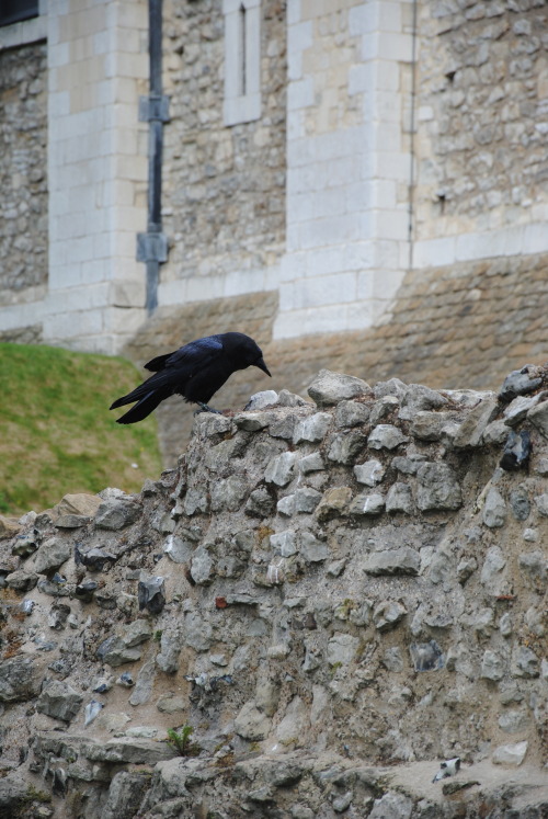 The Tower Zoo was known all over Europe and people would flock to see the strange collection of crea