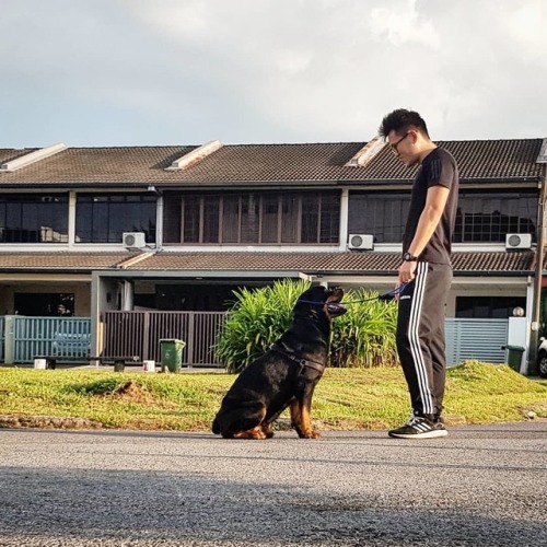 Eye contact. One of the most important things to teach your dog is to be able to get eye contact, ge