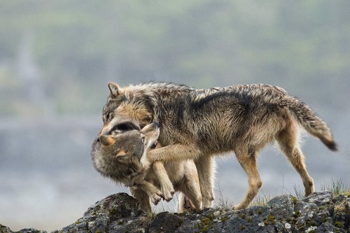sisterofthewolves:  Picture by Ian McAllister 