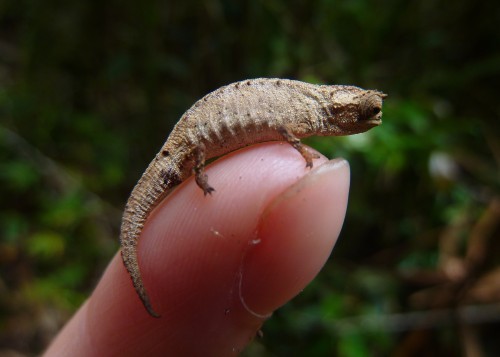 sixpenceee: Brookesia micra is believed to be the smallest chameleon in the world. 