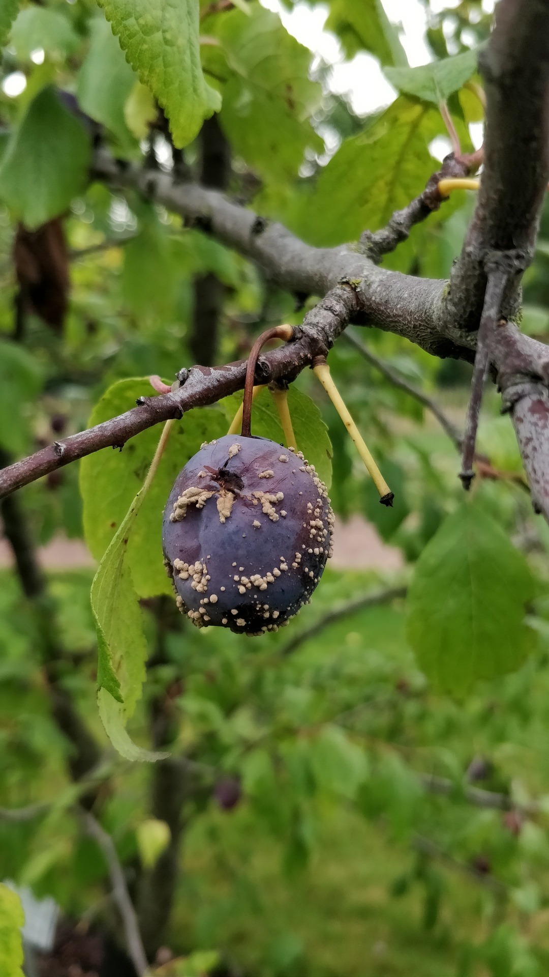 Monilinia fructigena -fungus causing a fruit rot of plums, pears and apples.