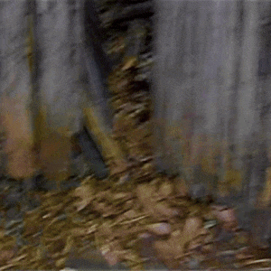 glitchy footage of someone stumbling through an old wooden gate in dense and mossy woods