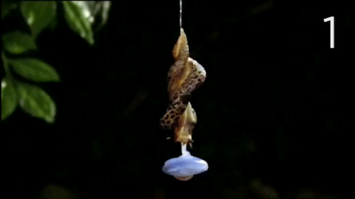 sea-nerd-adventures:skunkbear:1. Slimy SweetheartsHermaphroditic leopard slugs dangle from strings o