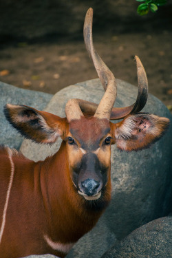 magicalnaturetour:  Southern Comfort (by Oddernod)