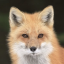 mossy-fox-paws