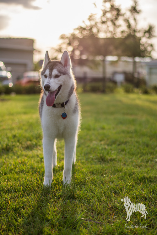 huskyhuddle: Sun Drunk Shepherds and Sibes Master Post for handsomedogs Sunray Sunday!!