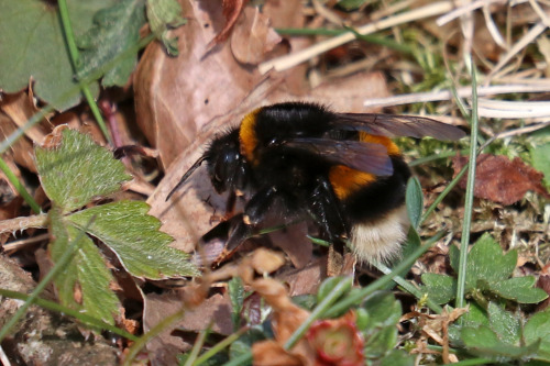 michaelnordeman:A female bumblebee/humla (a queen) is looking for a new home. 