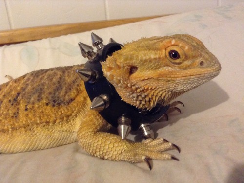 daamian:  yeahponcho:  I found this spiked bracelet but it doesn’t look very good on her  she 