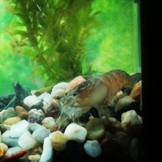 Here&rsquo;s my motherfuckin&rsquo; cute #shrimp That tiny monster will grow
