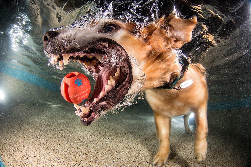 Jump in the pool (and giggle uncontrollably) with ‘Underwater Dogs’