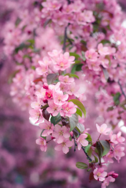 acidus:  cherry blossoms 