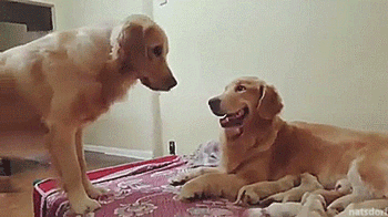 thenatsdorf:New dad wants to play with his puppies. [full video]