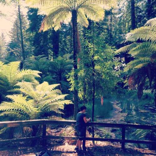 The Redwoods (Whakarewarewa Forest), Rotorua, New Zealand