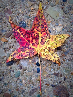 pumpkin-quing:  Some really pretty leaves