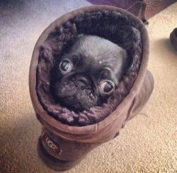 awwww-cute:  Snug as a pug in an Ugg on a