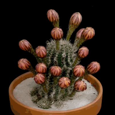 Sex asylum-art:Time-lapse of cactus flowers blooming“This pictures