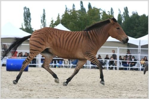 all-the-horses: Stormy Zorse, Mare Born 1997