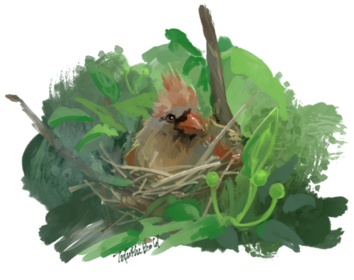 tofuthebold:A cardinal!I started this quite artblocked, but decided to just draw ANYTHING without th