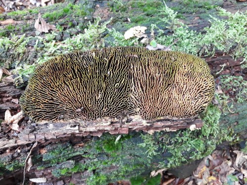 Epping Forest, London, UK, October 2021Oak mazegill (Daedalea quercina)Old, fallen mazegill still sh