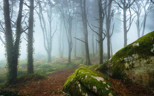 Sintra woods by James Mills