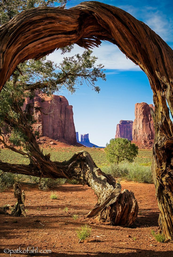 janetmillslove:  Ancient mesquite 